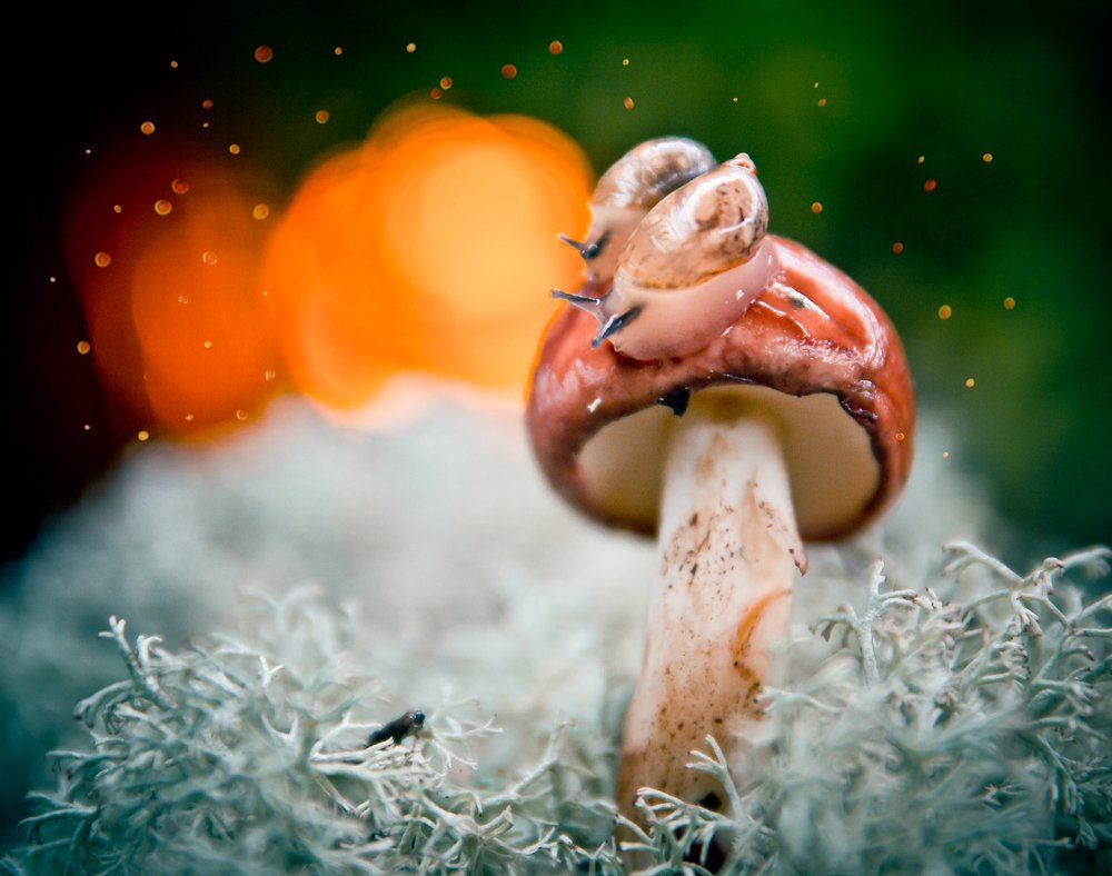 Двое на грибочке