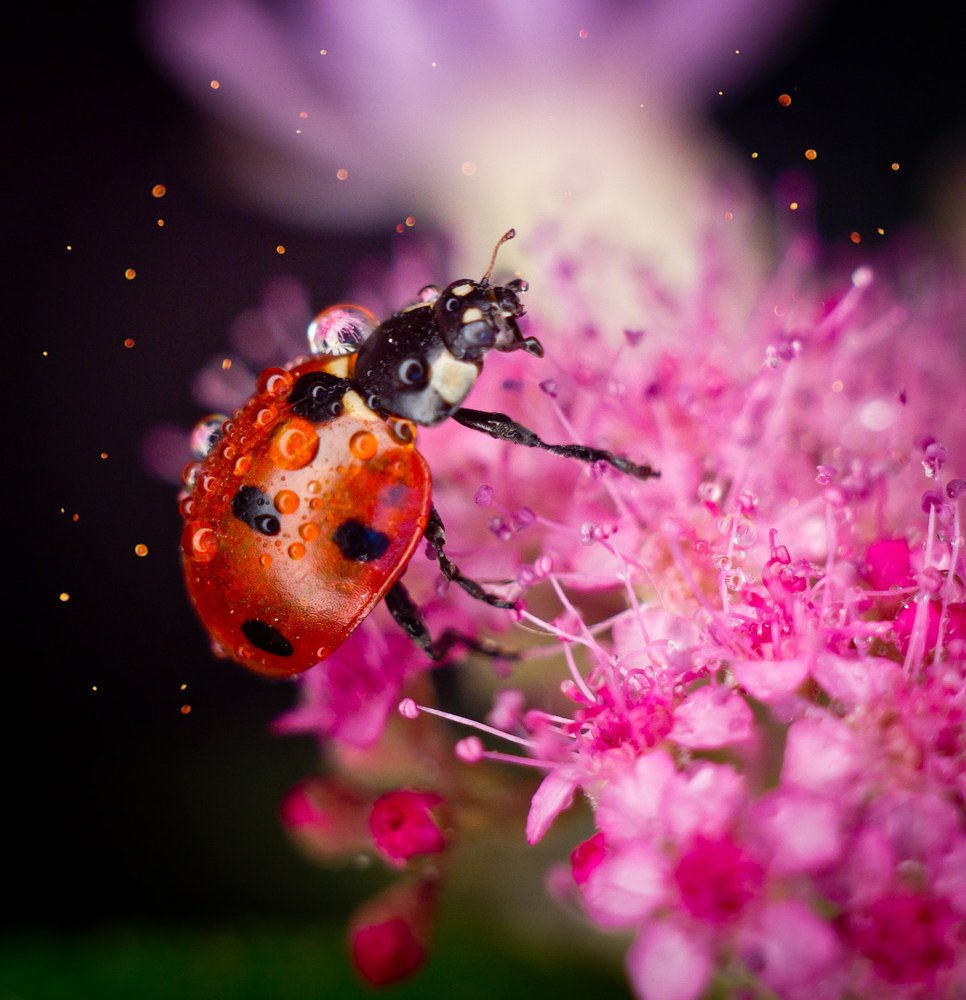 Путешествие коровки