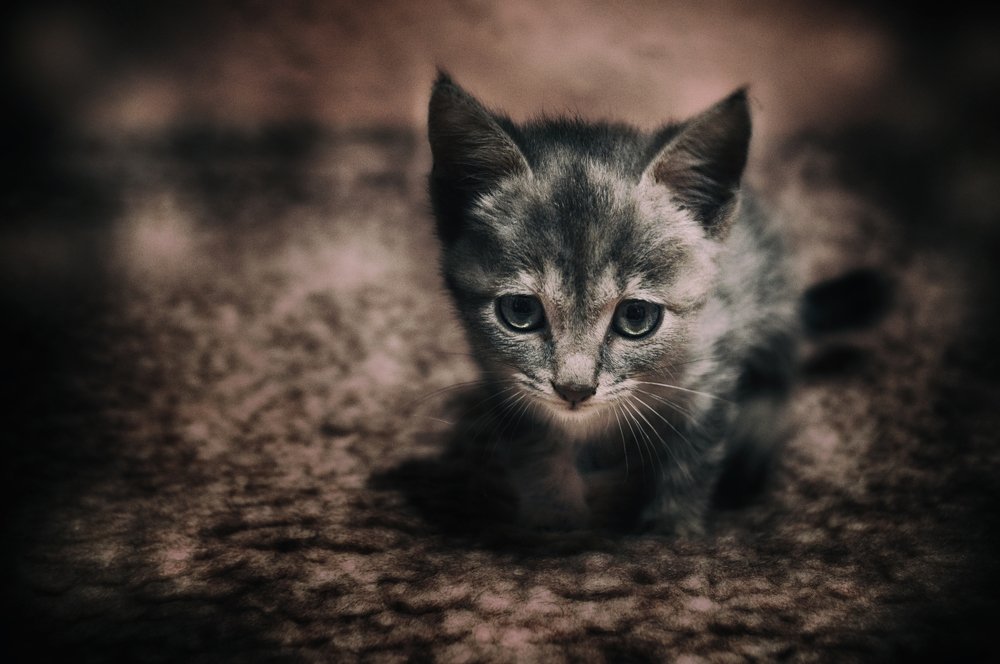 Photograph by Teodora Sarbinska