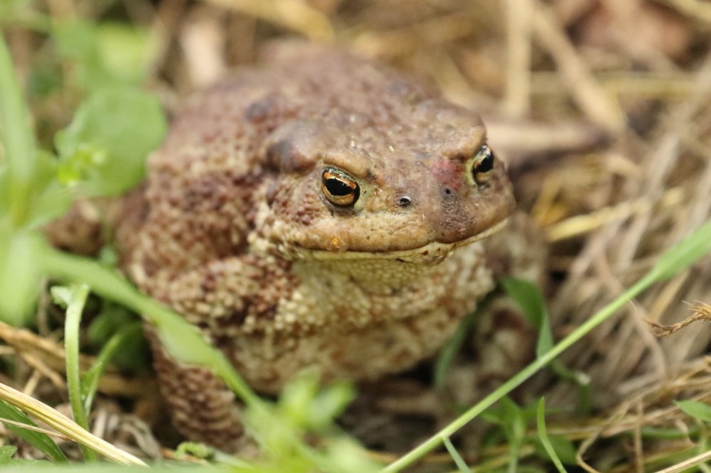 Поймали и фотографируют