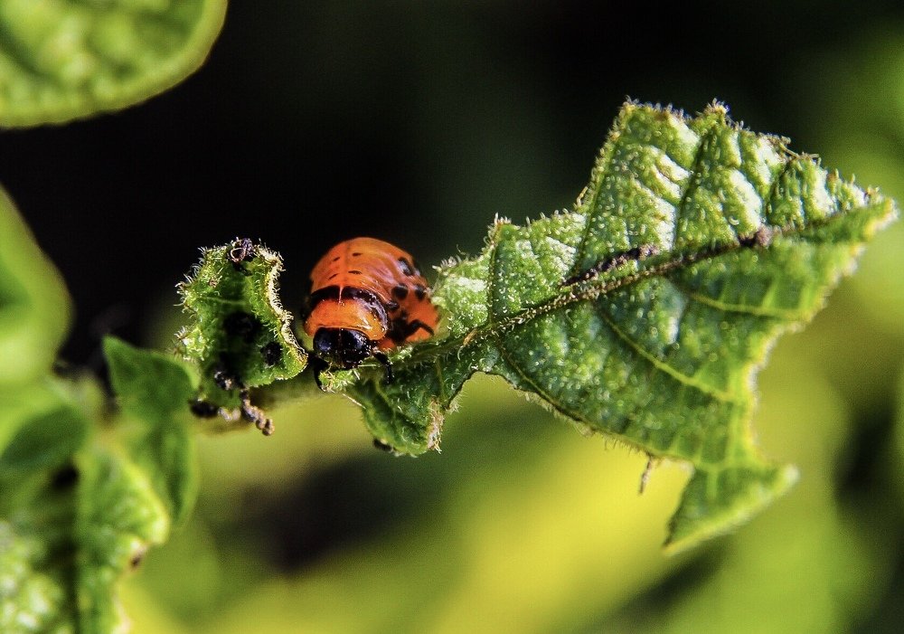 Photograph by Максим Воробьев