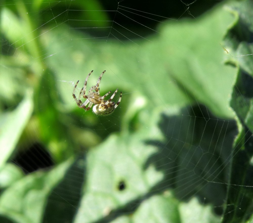 Паук и тень цветка