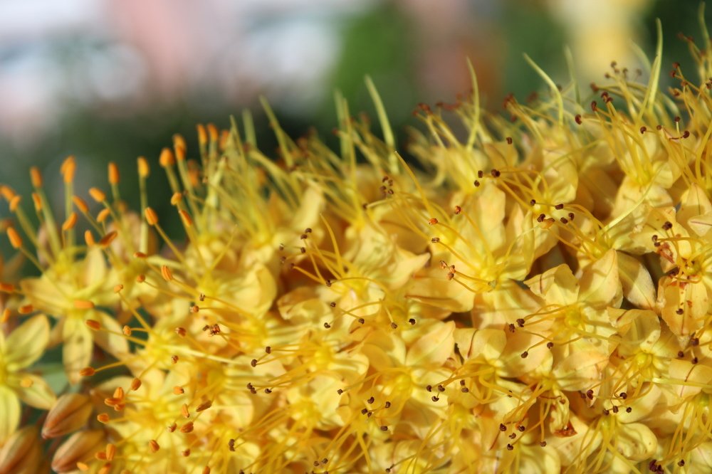 Медовая мелодия