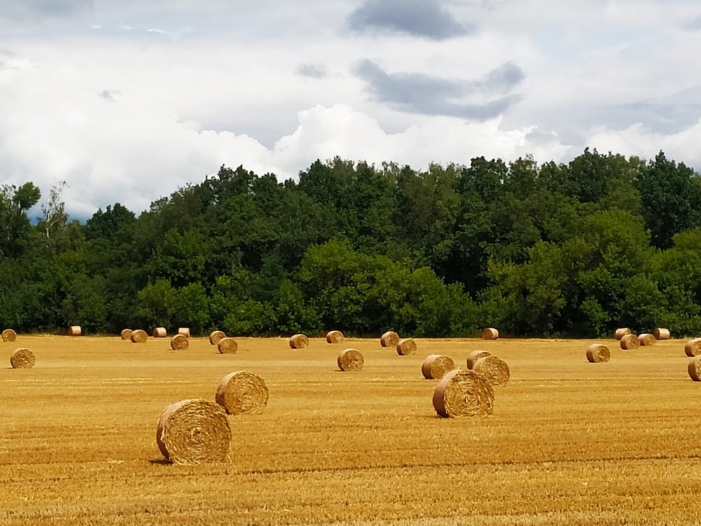 Нивы сжаты....