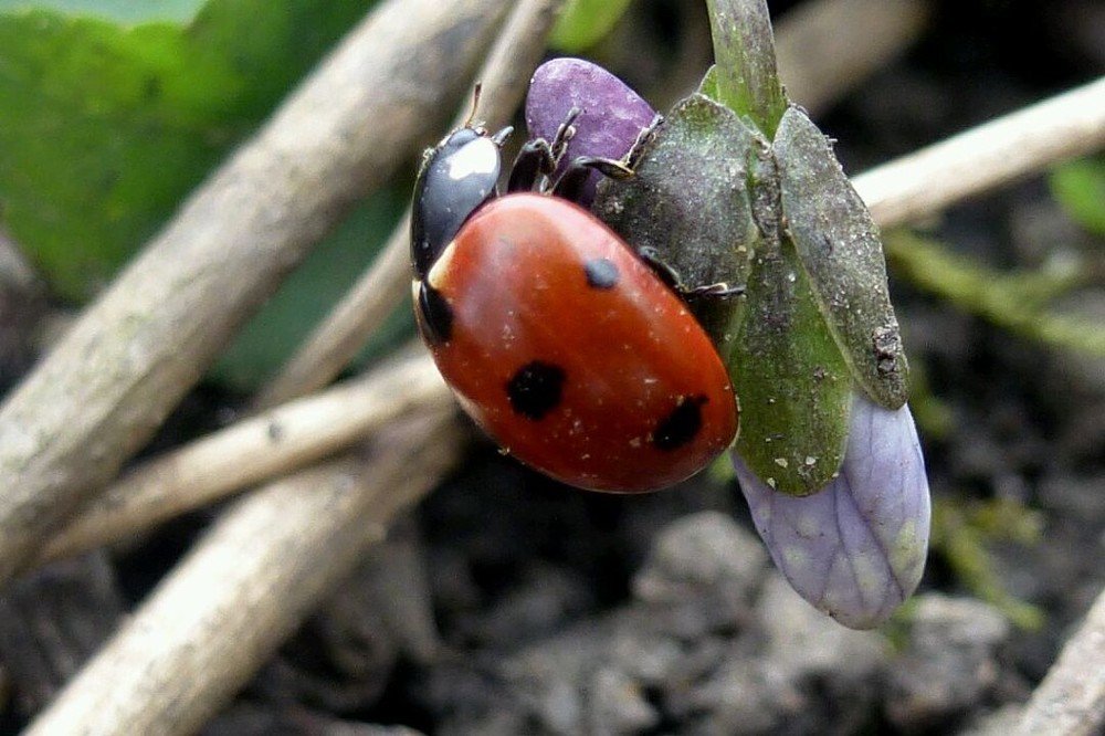 Пробуждение