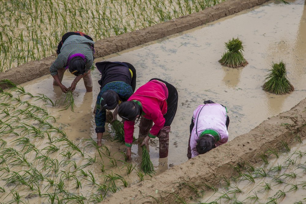 Рисовые плантации