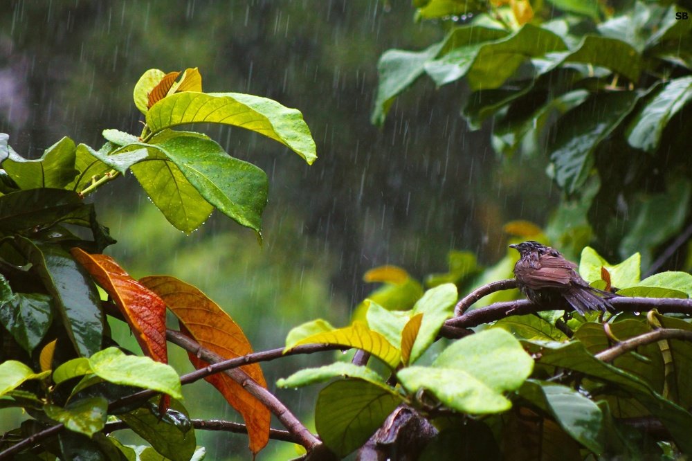 Feel the rain