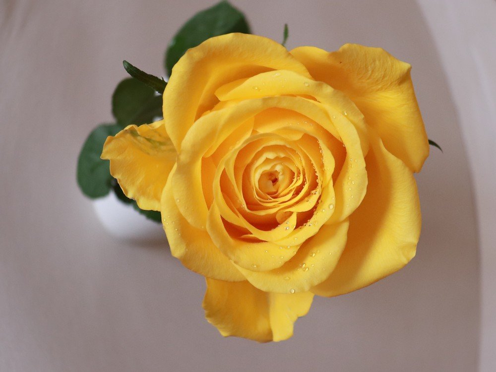 солнечная роза