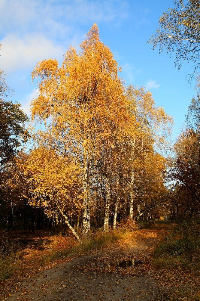 Осень в парк прокралась тихо...