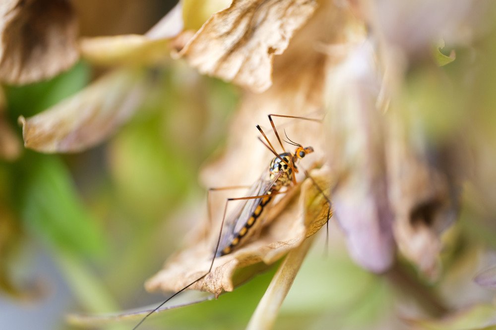 Комар долгоножка