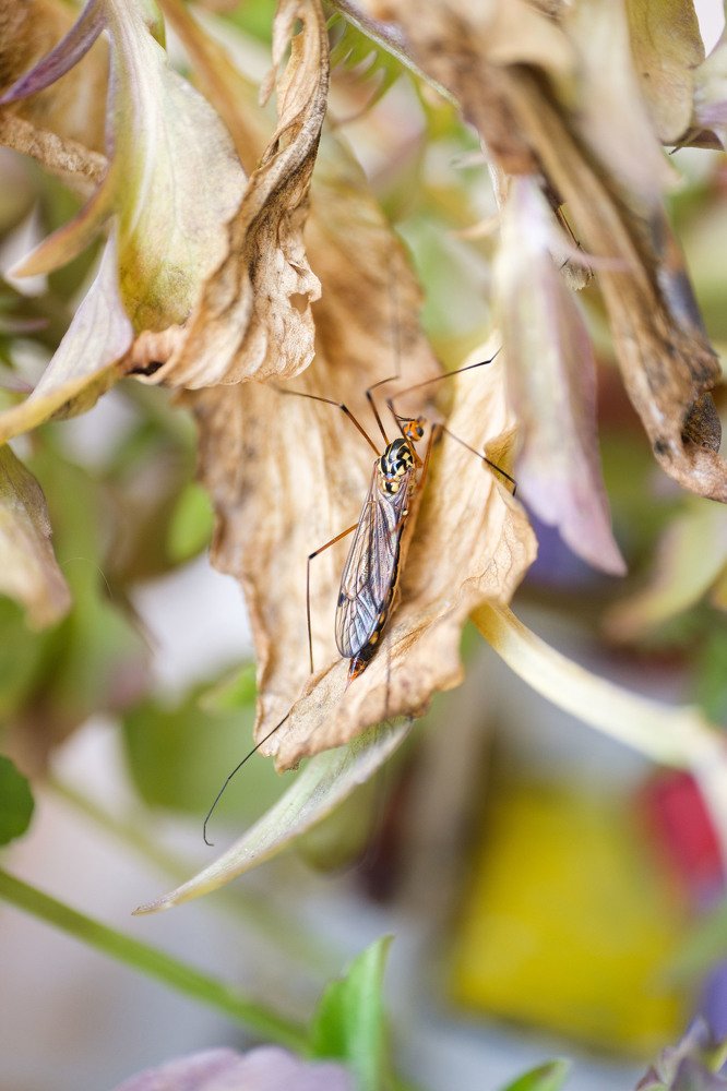 Комар долгоножка