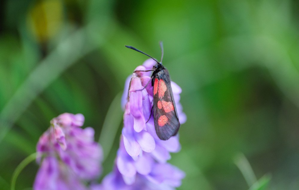 Photograph by Ирина Баранова