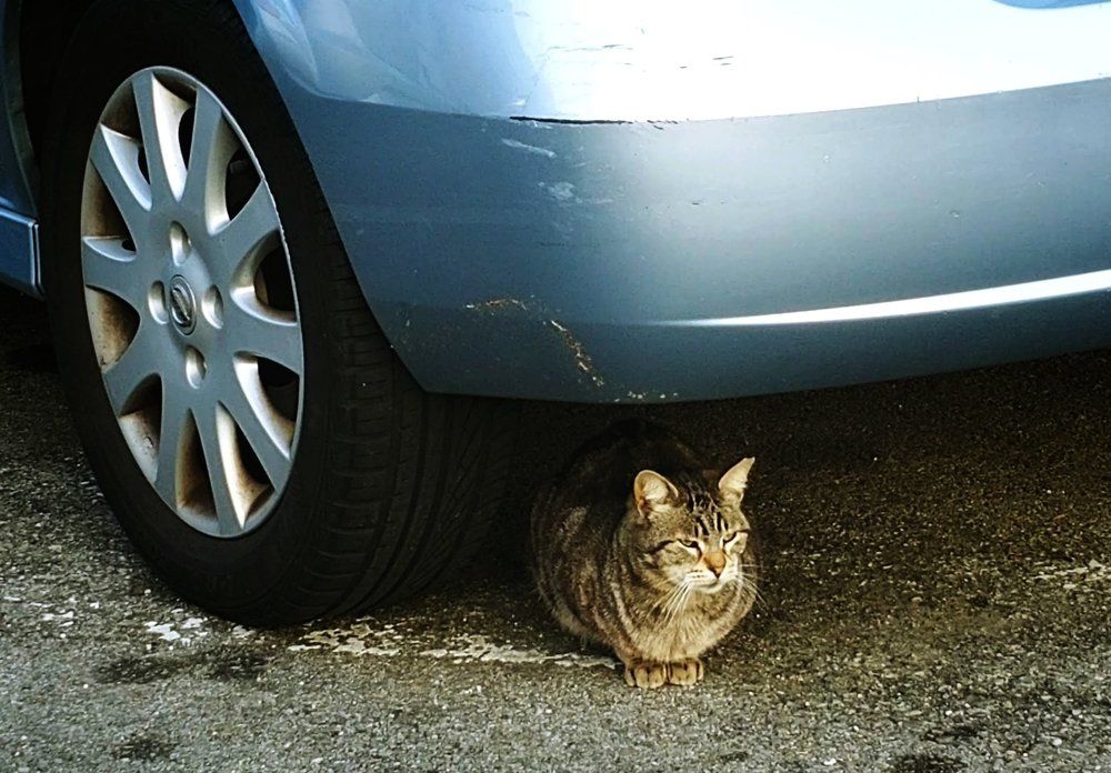 Stray cat