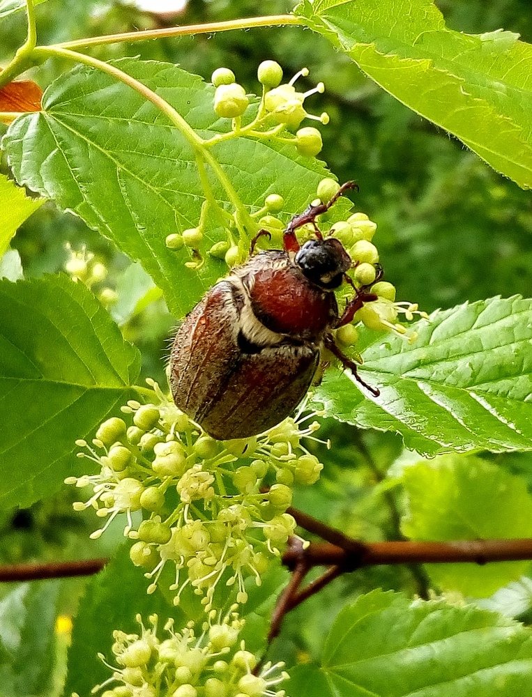Майский жук