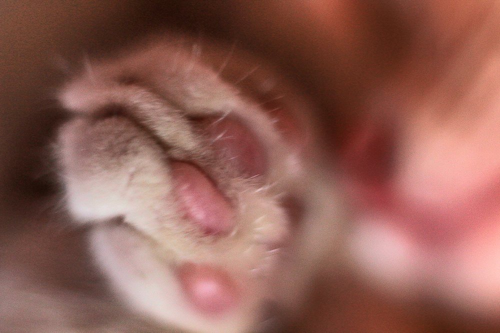 нежные лапки