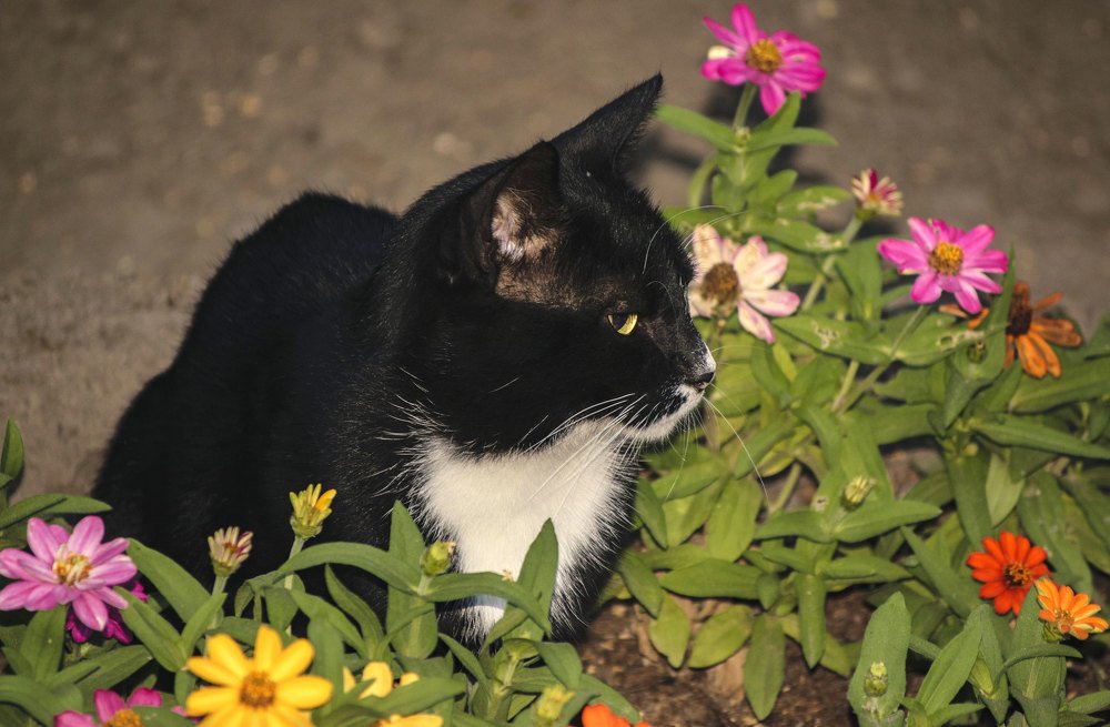 Кот санаторский