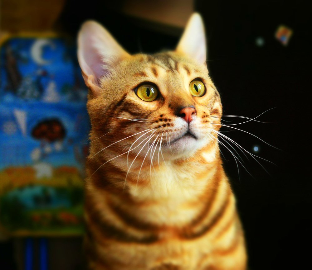 Любопытство