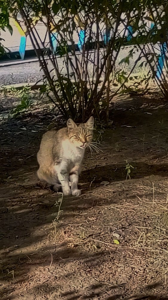 Кошка
