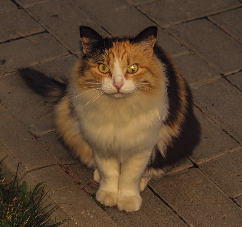 Санаторская кошка