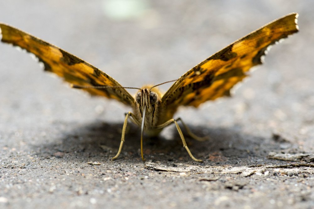 Photograph by Олесь