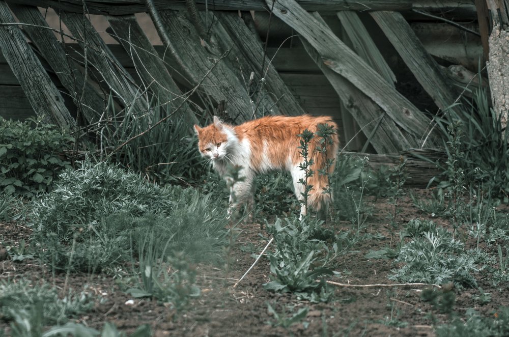 Претендент на территорию.