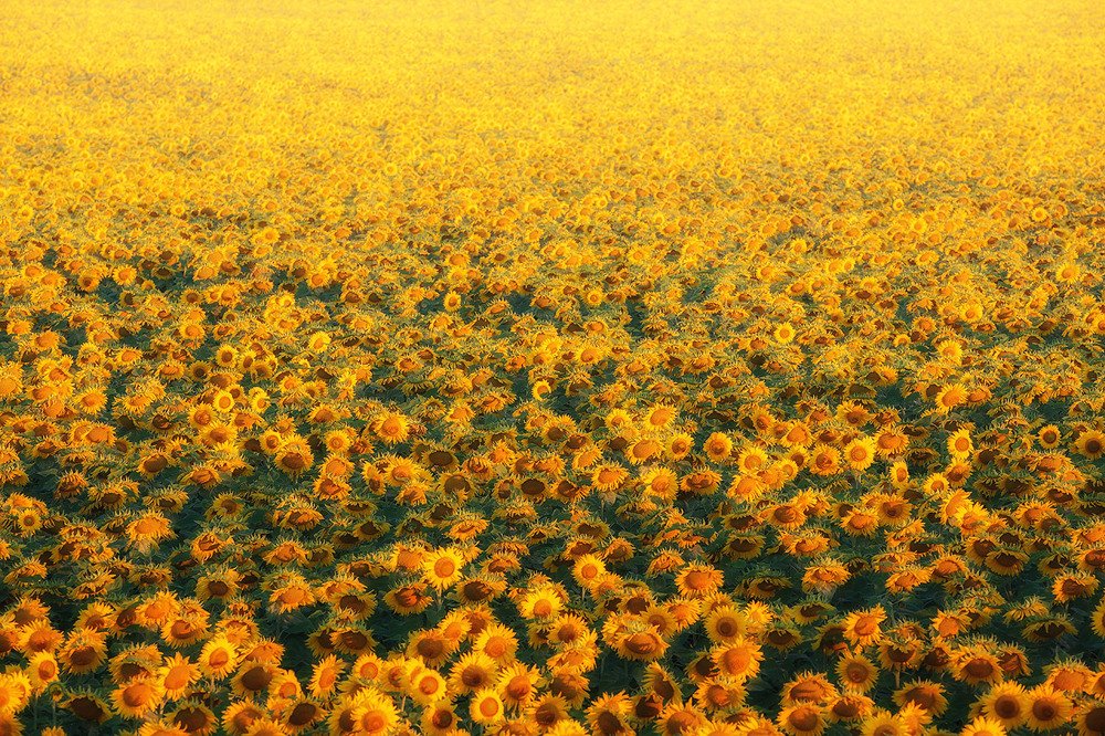 Солдаты Солнца.