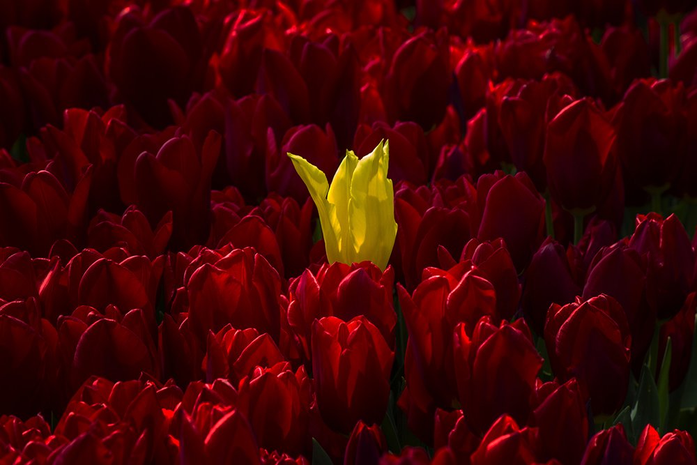 Yellow Tulip