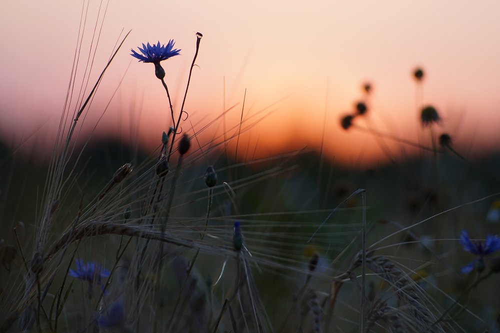 Photograph by Dzianis Mizhui