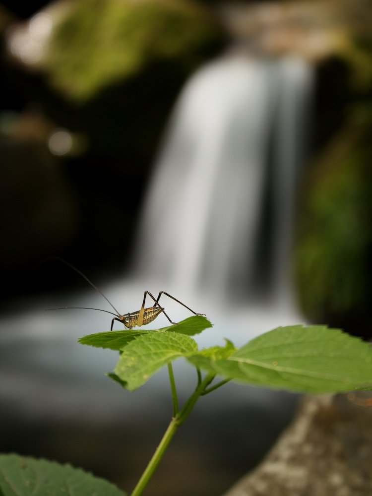 A katydid enjoying a waterfall