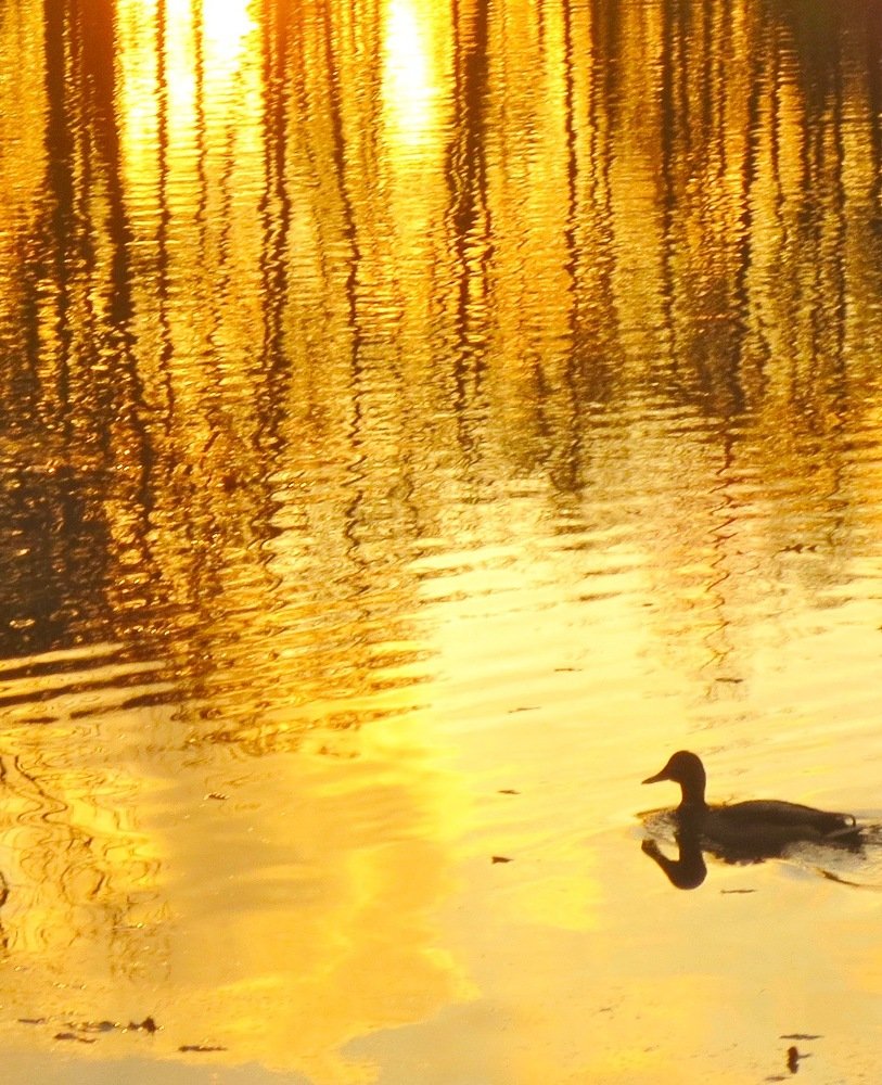 утка в золоте