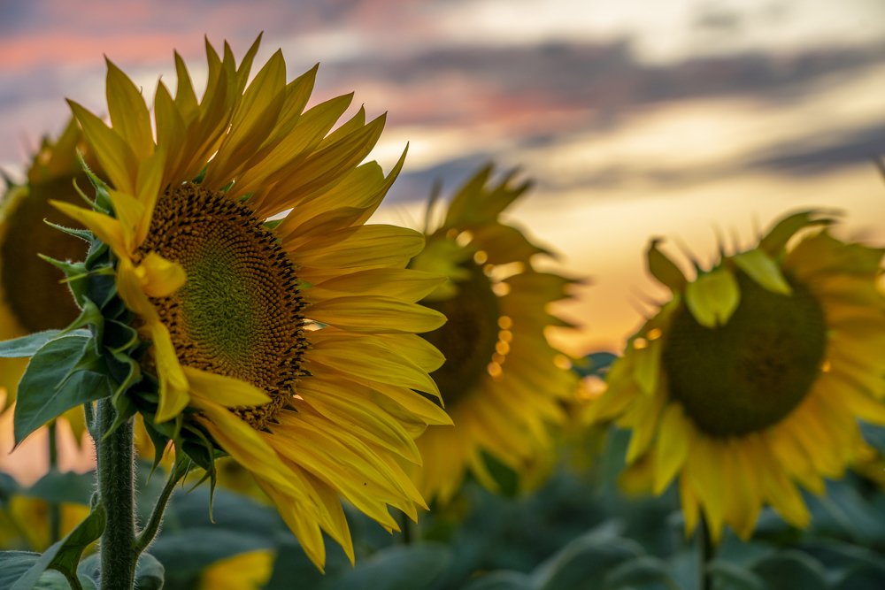 Photograph by Игорь Кляхин