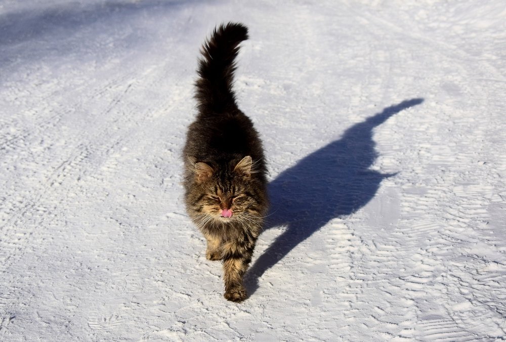 Суровый северный кот