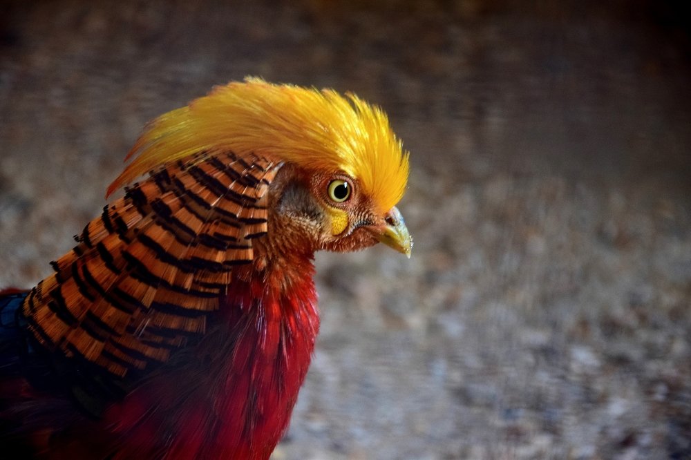 Золотая голова