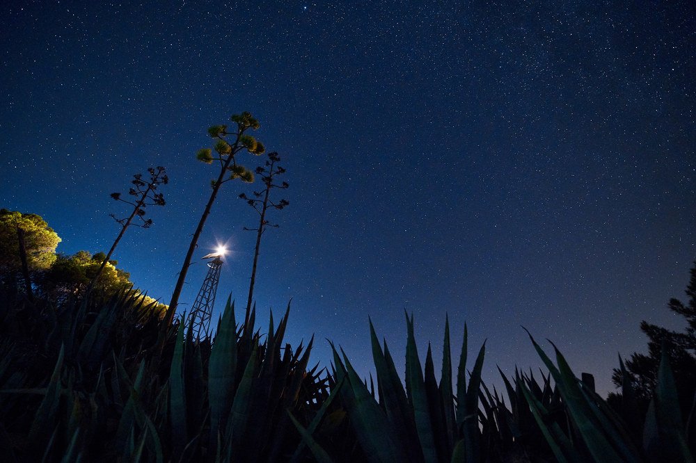 Агава хочет к небесам