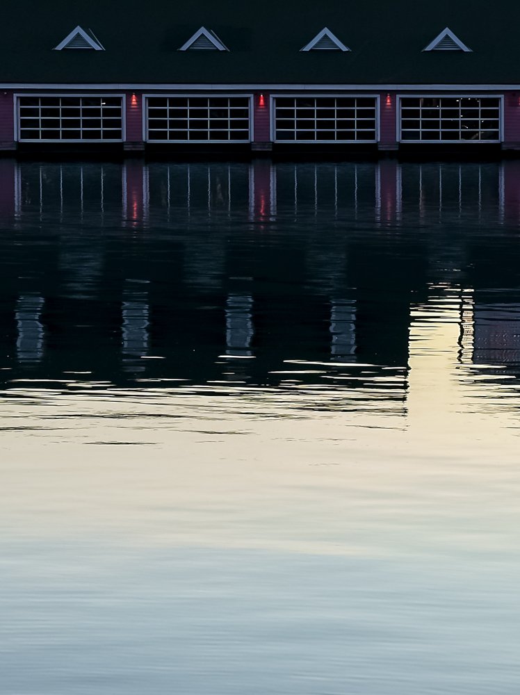 water lilies