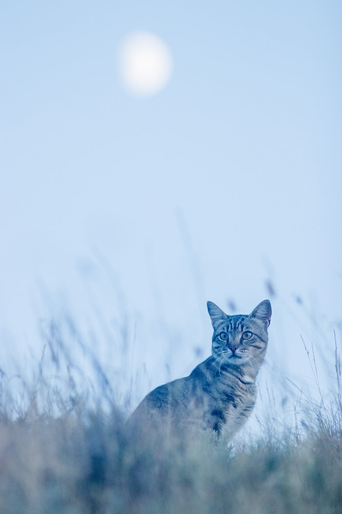 Коктебельский кот