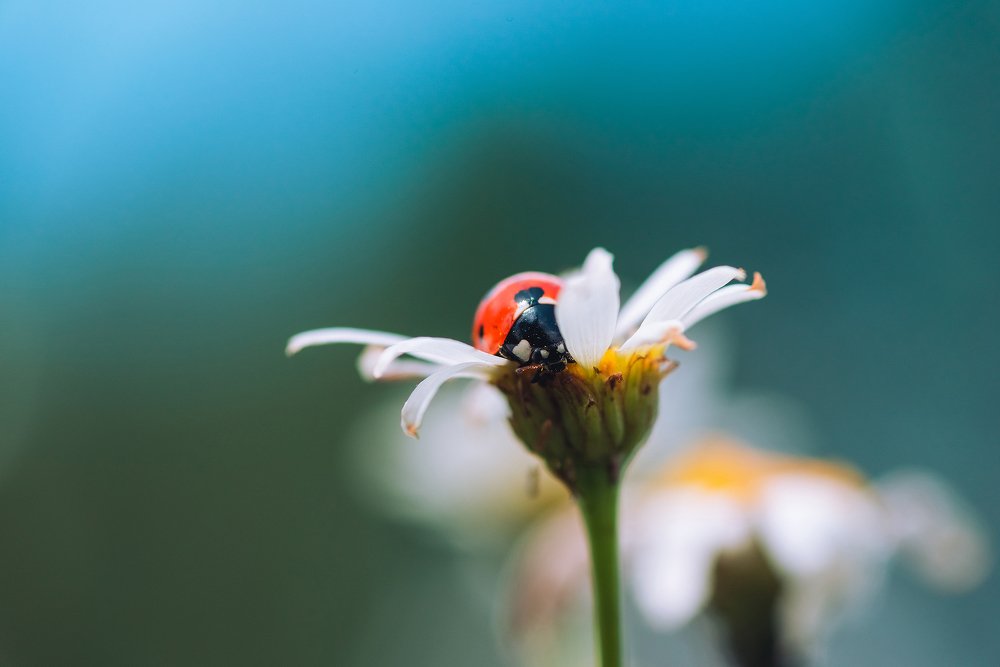 Ladybug peeking out from behind a petal