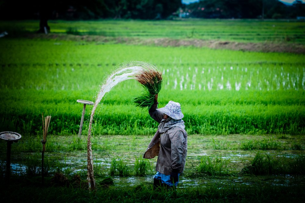 Farmers are growing rice