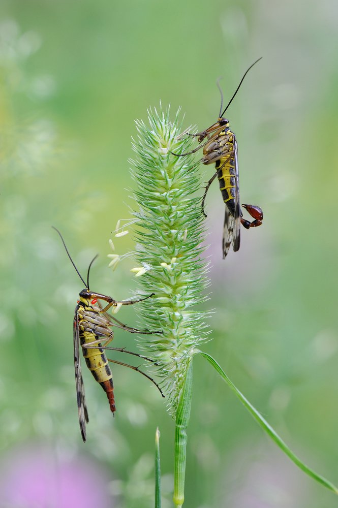 Из жизни скорпионниц.
