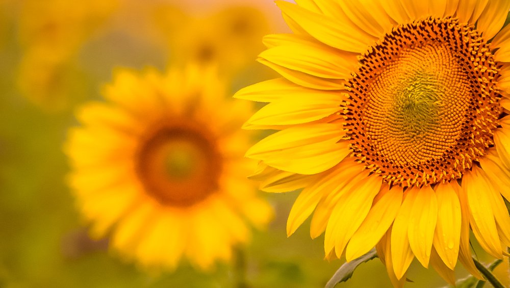 Photograph by Guy Krier