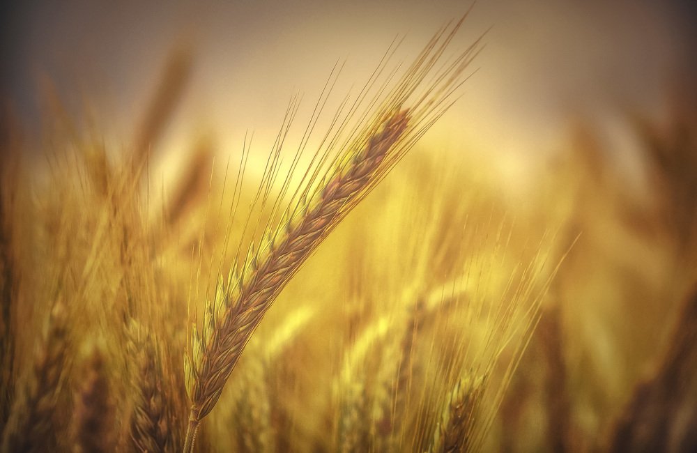 Photograph by Guy Krier