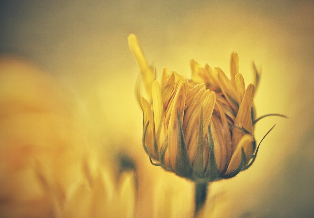 Photograph by Guy Krier