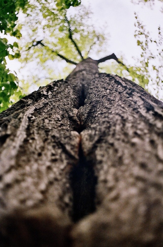 Летний сад.