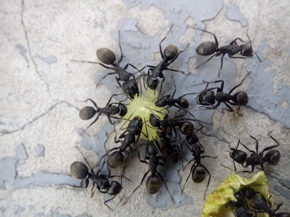 Званный ужин