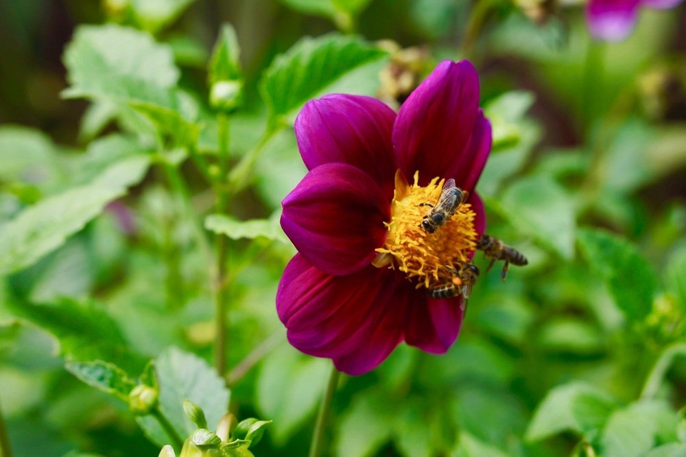 Георгин и пчёлы