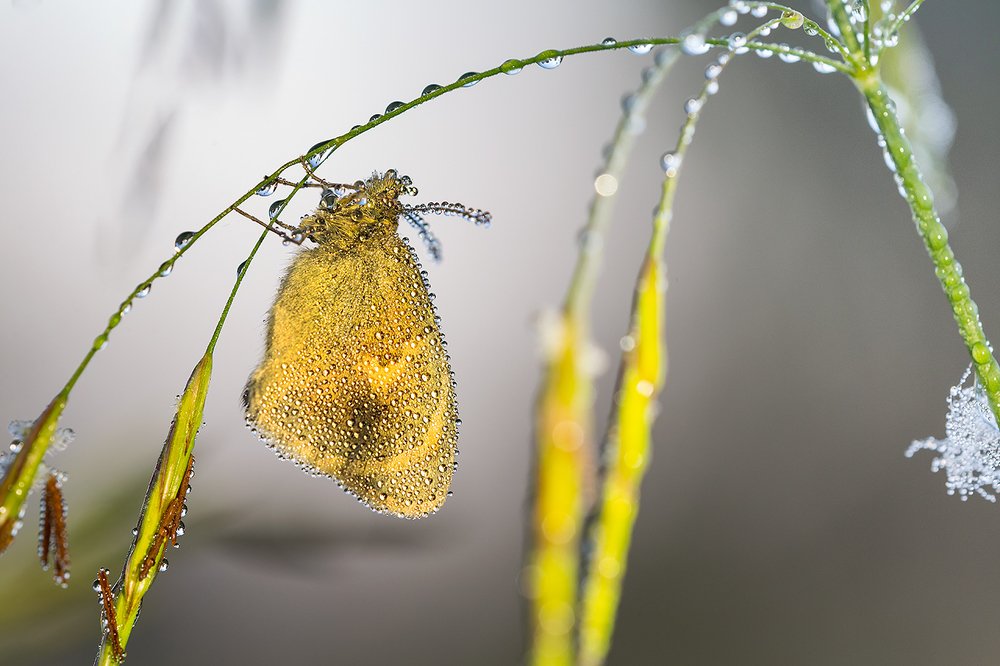 Утренний наряд.