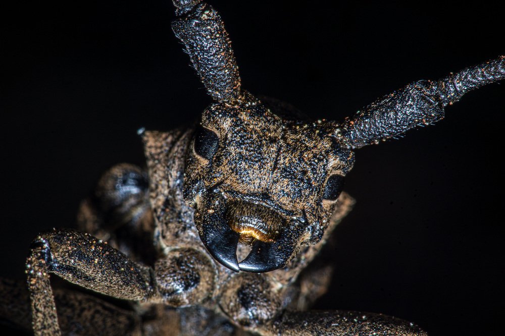 Ночной гость