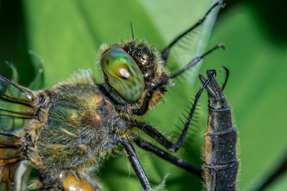 Ревизия хвоста