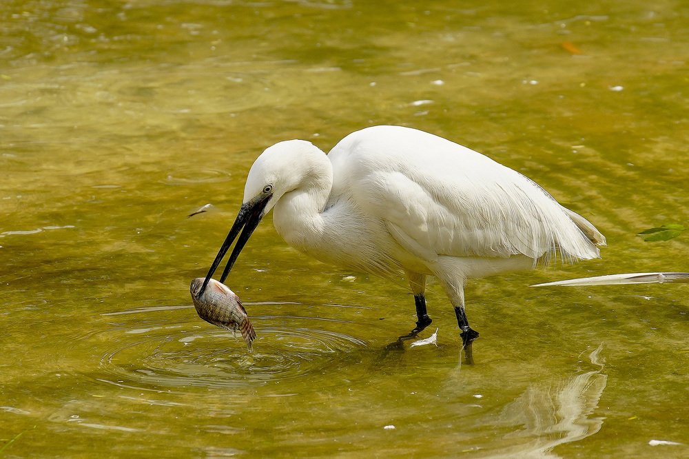 Photograph by Raed Victor Saad