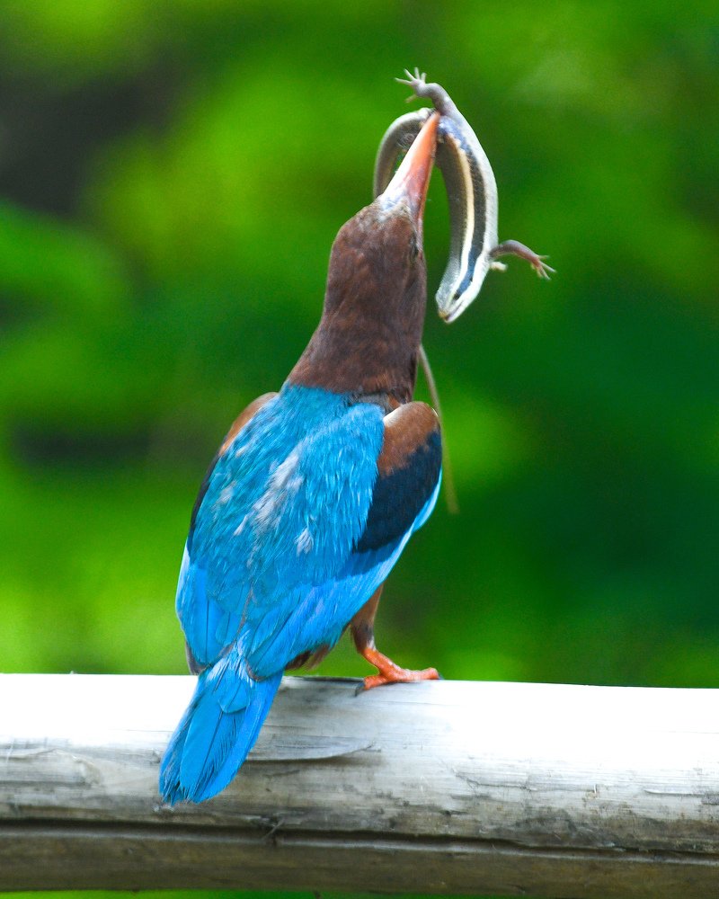 White breasted kingfisher with the prey